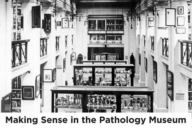 Making Sense In The Pathology Museum Surgeons Hall Museums In The