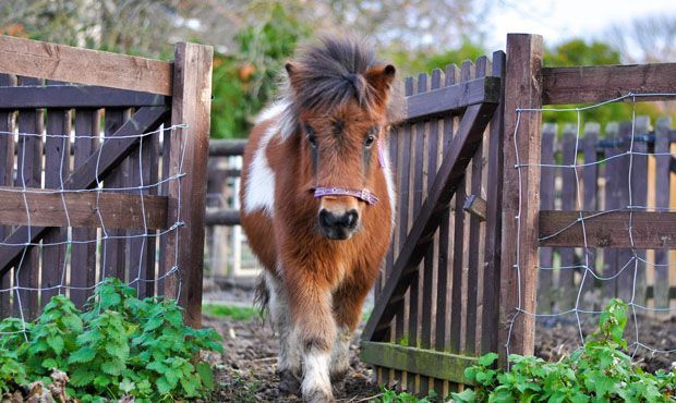 hopefield-animal-sanctuary-sawyers-hall-farm-sawyers-hall-lane