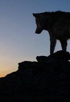 Wolf Totem (le dernier loup)