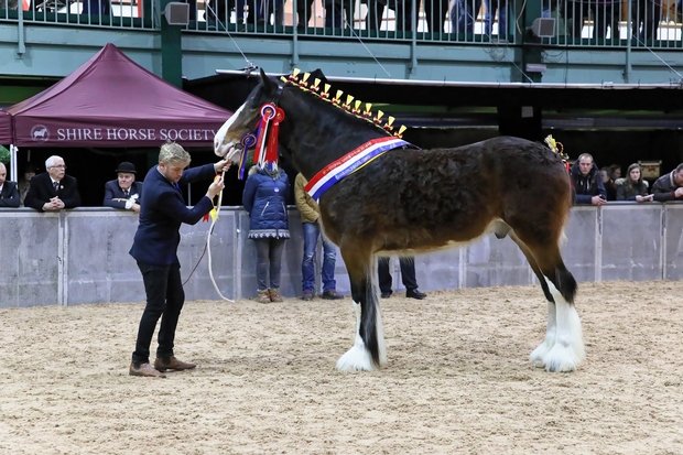 Shire Horse Society National Show Data Thistle