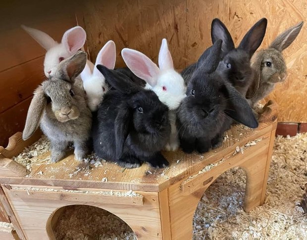 Thornberry Animal Sanctuary's Easter Fair | Data Thistle Thornberry Animal Sanctuary's Easter Fair | Data Thistle