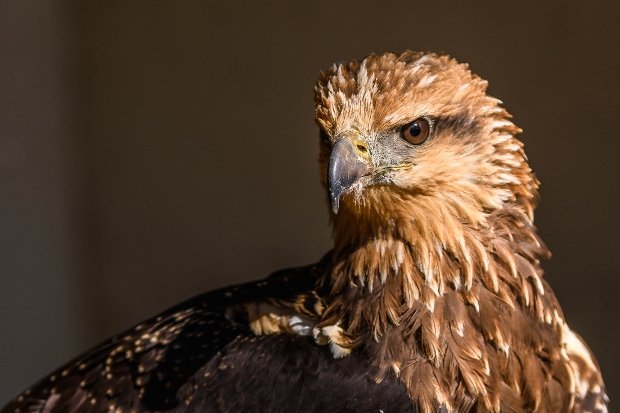 National Centre for Birds of Prey