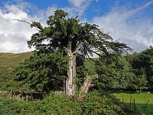 Scotland's Yew Tree Heritage – History, Culture, Myth and Mystery