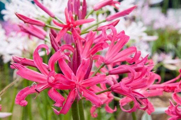 Nerine & Amaryllis Display 