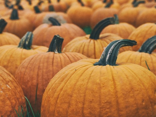 Pick Your Own Pumpkin At Xsite Braehead This Halloween