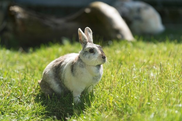 Spring Into Action at Godstone Farm | Data Thistle