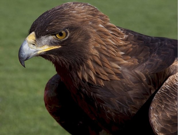 PNHS talk - Eagles in Southern Skies: 6 years with the South of Scotland Golden Eagle Project