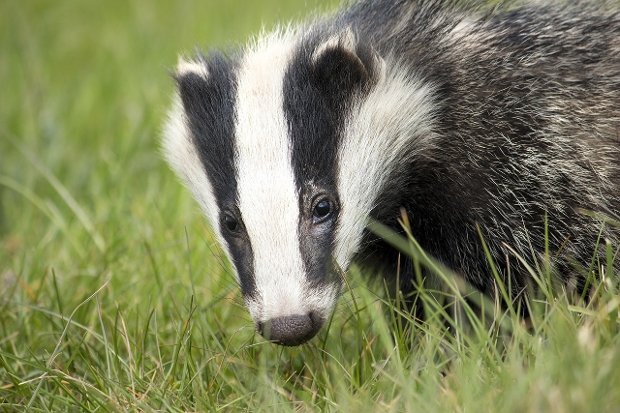 PNHS talk - Threats to the badger population in Scotland