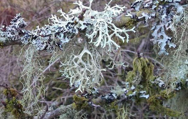 PNHS talk - Lichens, Perfect symbiosis
