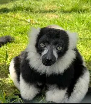 Auchingarrich Wildlife Park