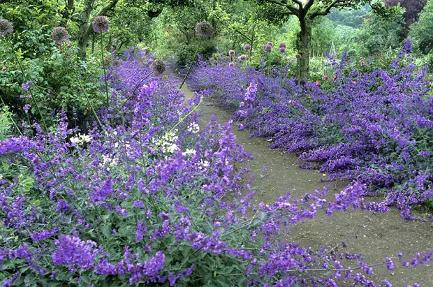 Charity Garden Opening - Cambo Gardens — event artwork at Cambo Gardens
