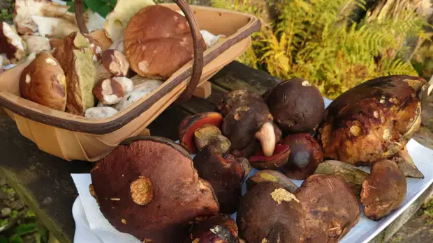 Forage and Feast in Argyll — event artwork at Argyll Beaver Centre