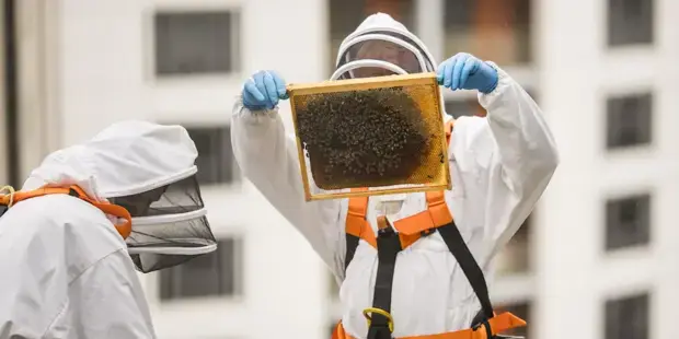 Bee Tours