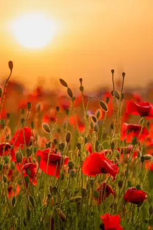 We Shall Remember Them